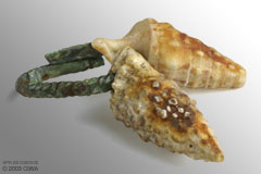 Shells amulet-pendant, c. 4500 BC